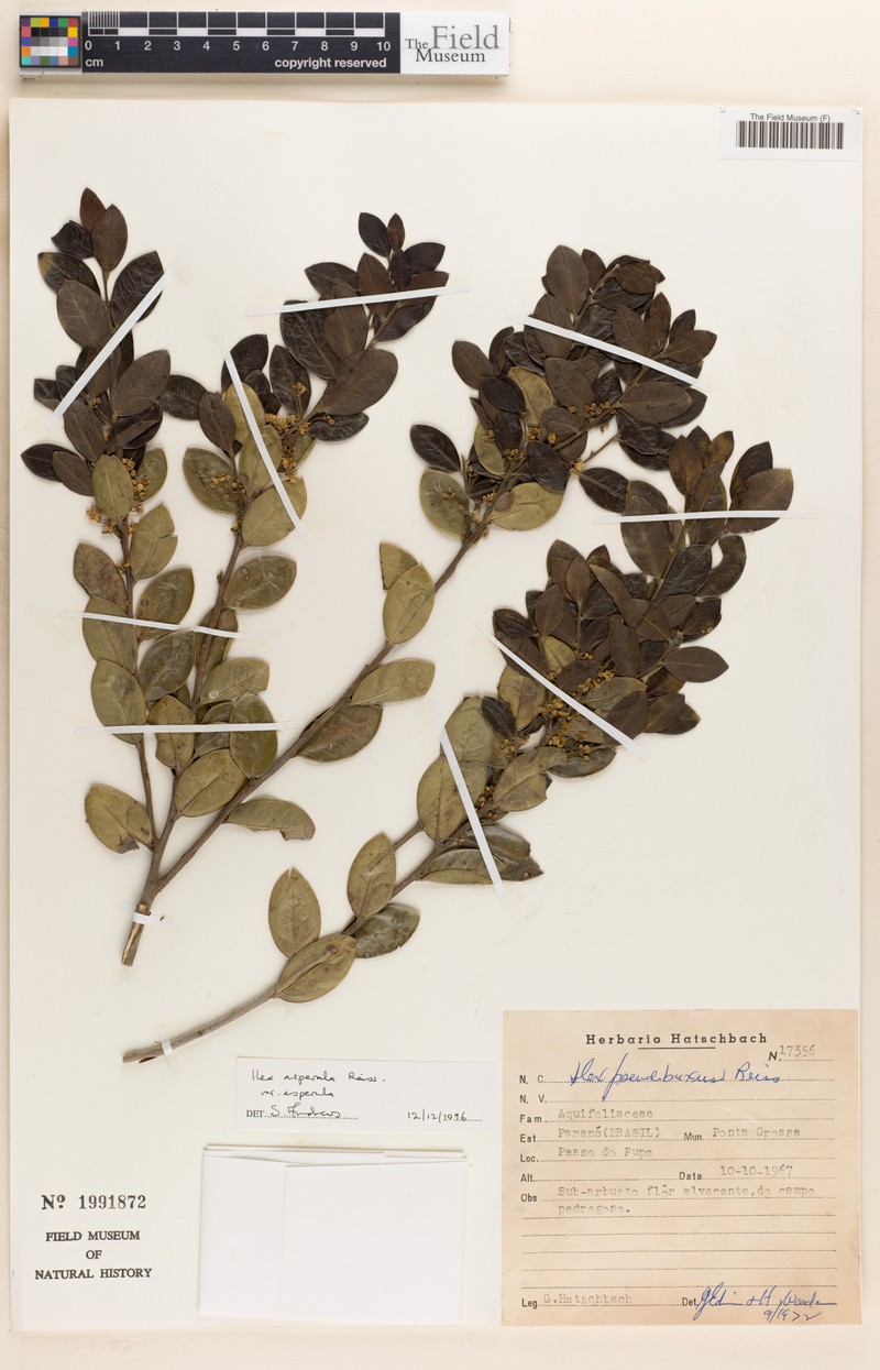 Ilex asperula var. asperula