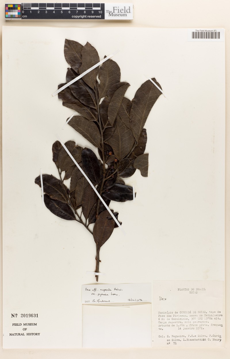 Ilex asperula var. pyrenea