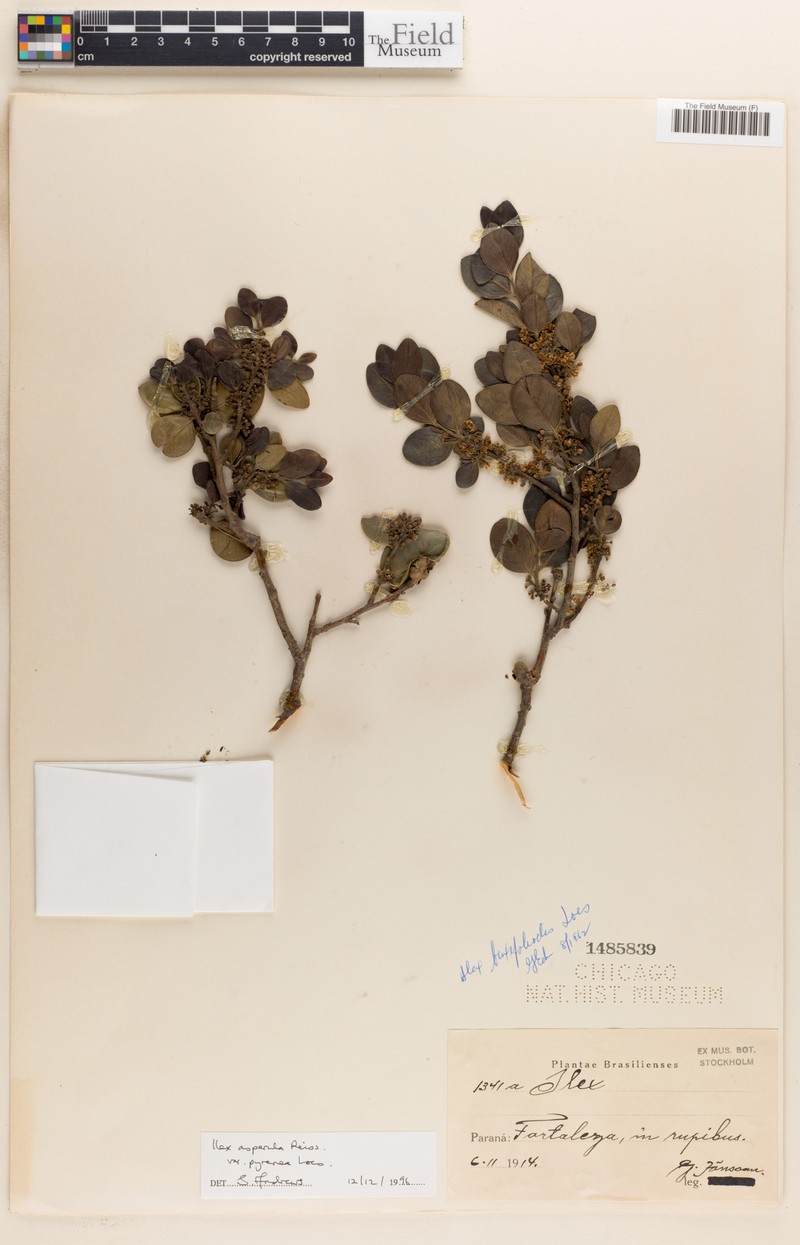 Ilex asperula var. pyrenea photo 2
