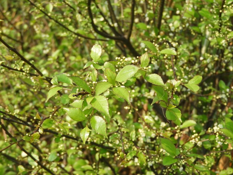 Ilex asprella photo 2