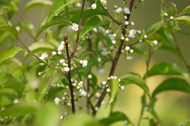Ilex asprella photo 3