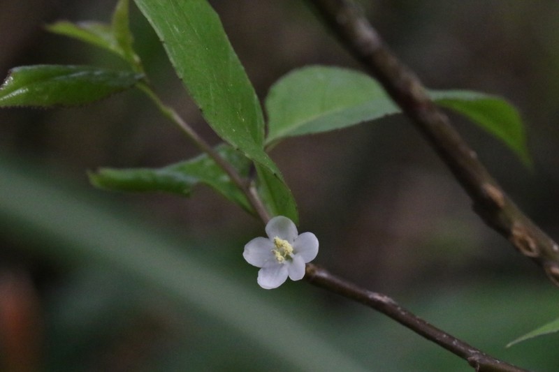 Ilex asprella photo 4