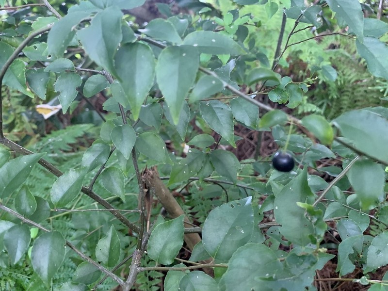 Ilex asprella photo 5