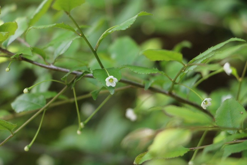 Ilex asprella photo 6