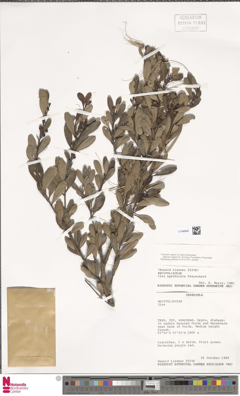 Ilex atabapoensis