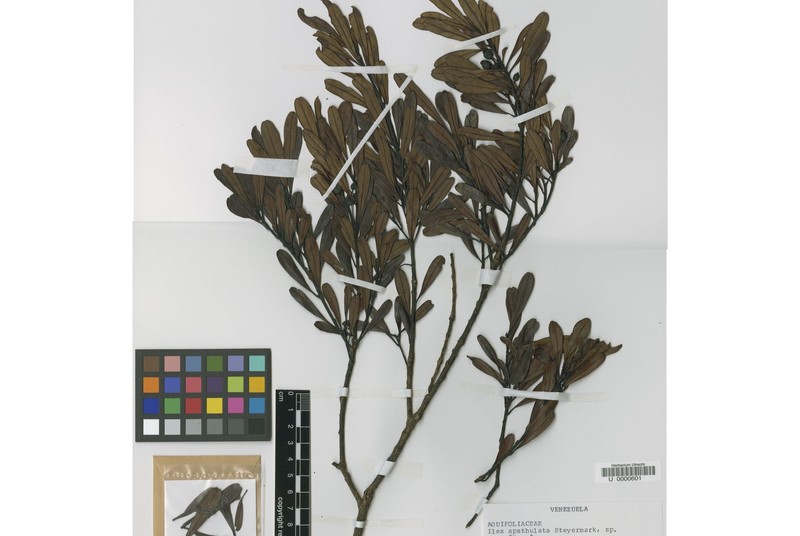 Ilex atabapoensis photo 2