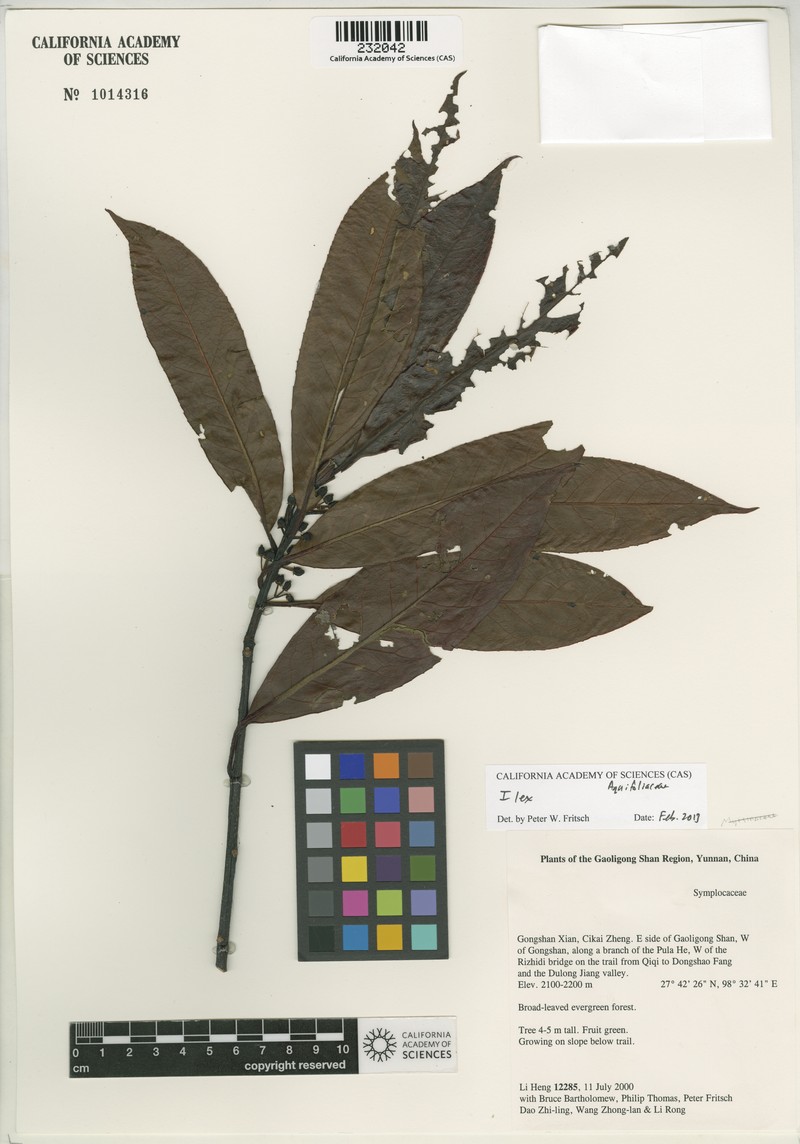 Ilex atrata photo 2
