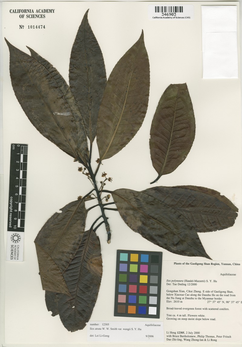 Ilex atrata var. wangii
