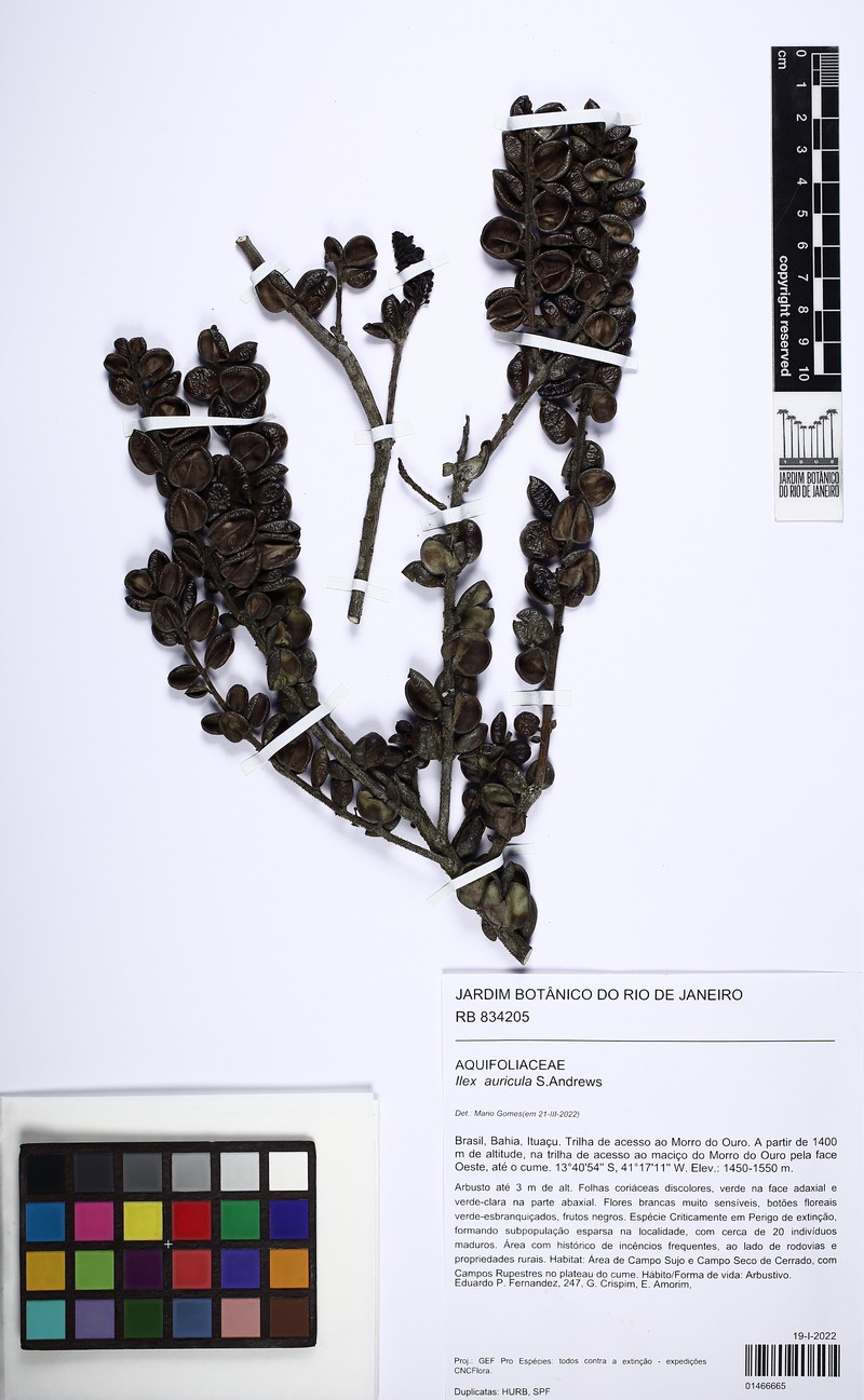 Ilex auricula