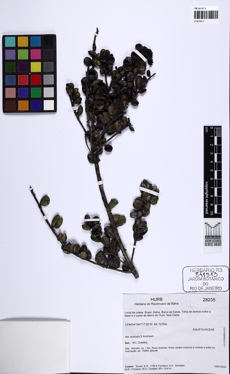 Ilex auricula photo 2