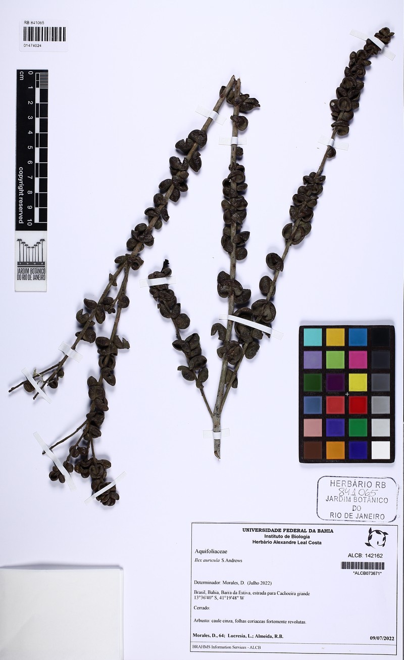Ilex auricula photo 3
