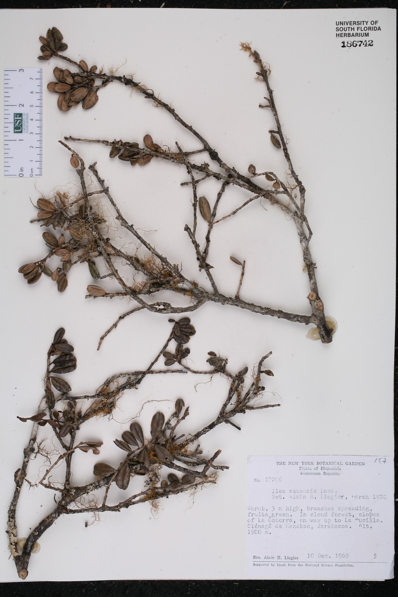 Ilex azuensis