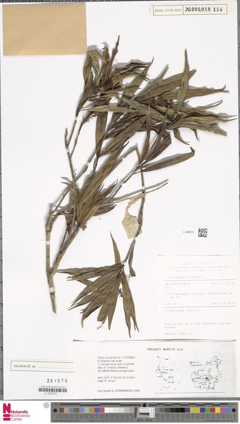 Ilex baasiana