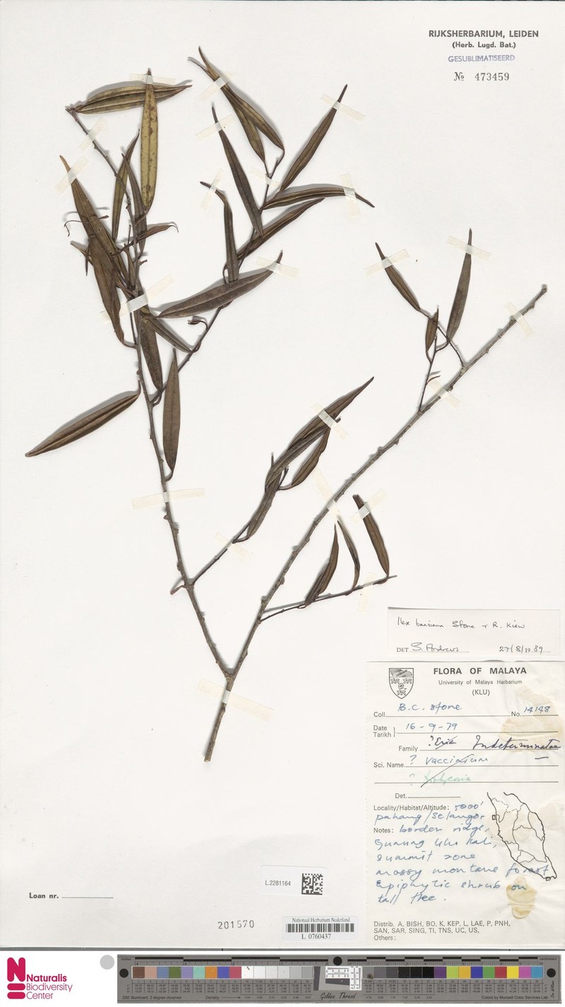 Ilex baasiana photo 3