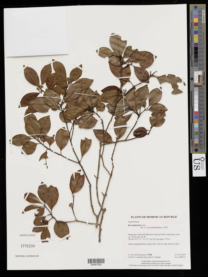 Ilex barahonica