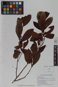 Ilex belizensis
