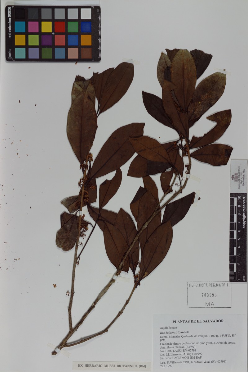 Ilex belizensis
