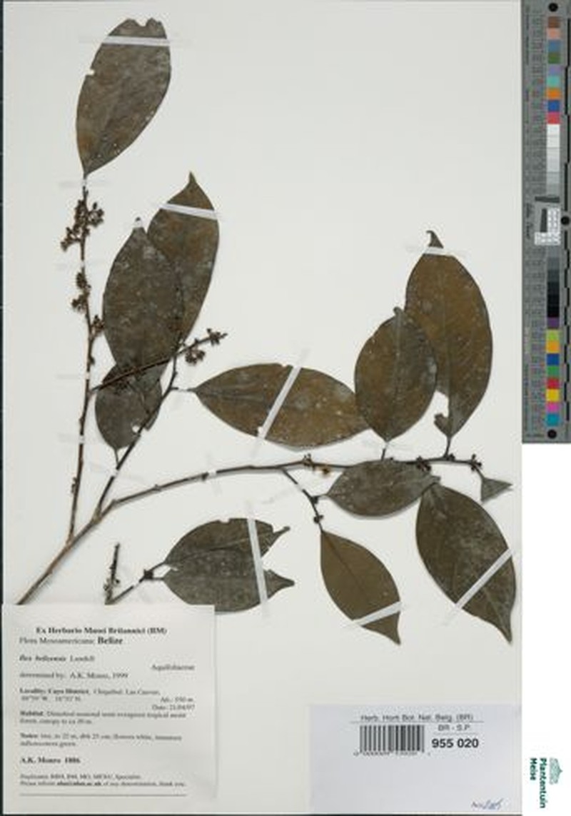Ilex belizensis photo 2