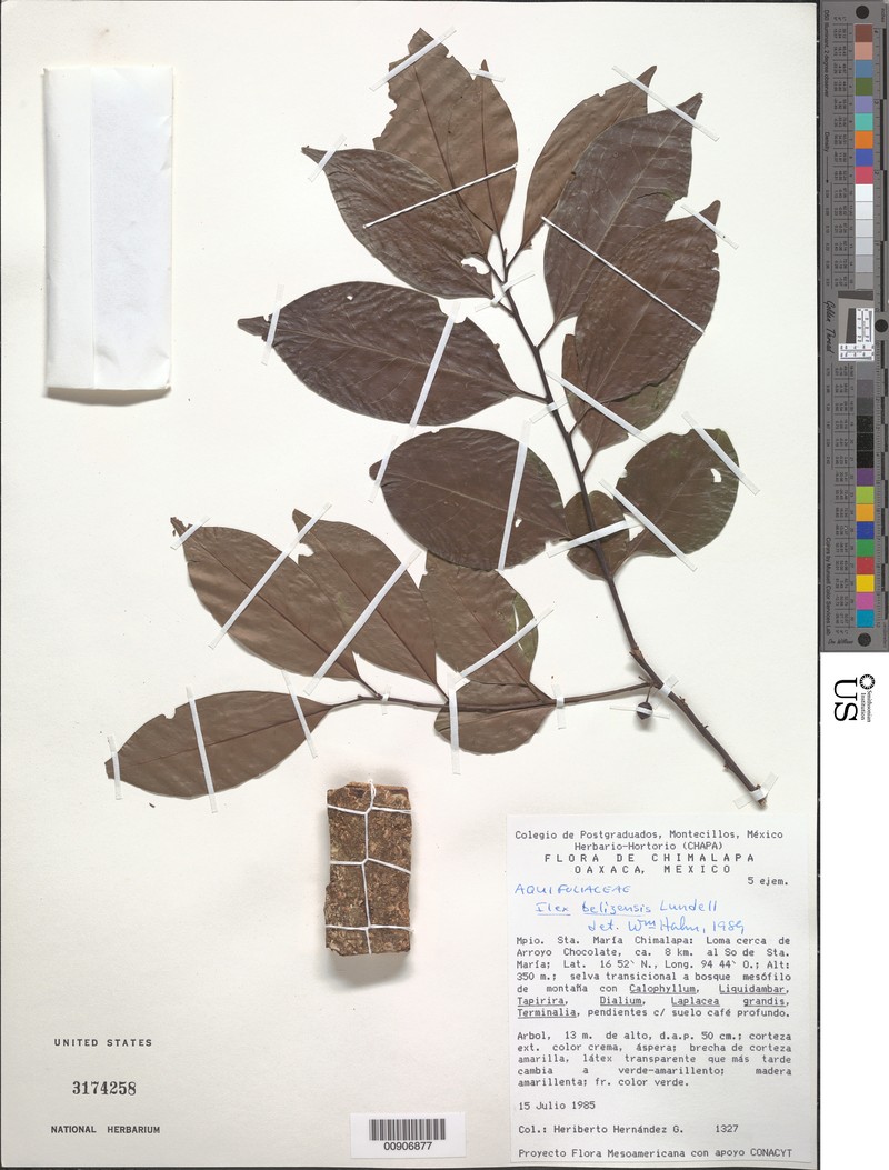 Ilex belizensis photo 3