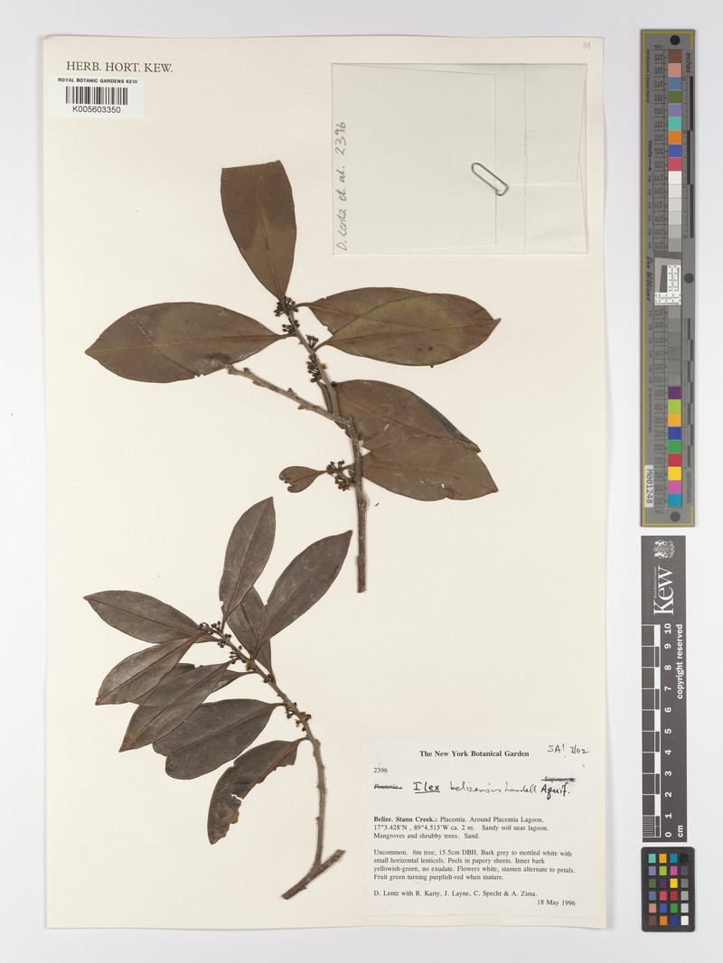 Ilex belizensis photo 4
