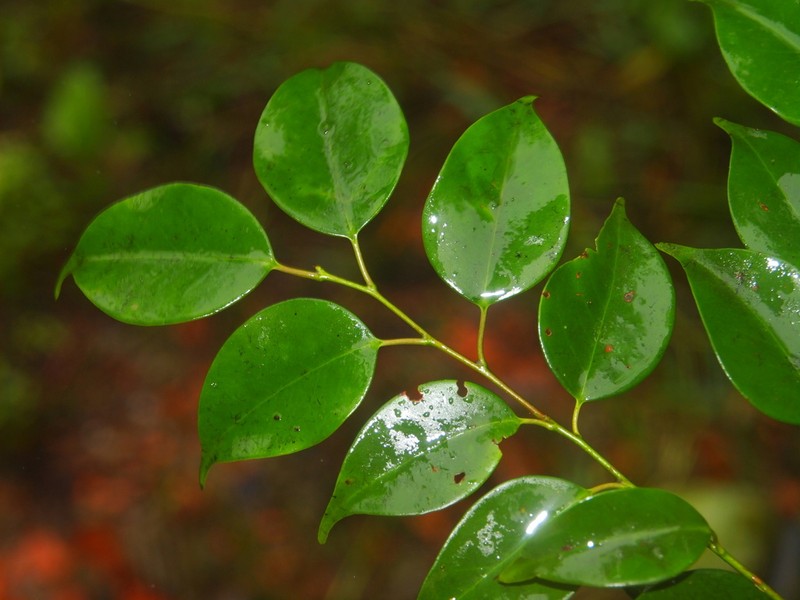 Ilex bidoupensis