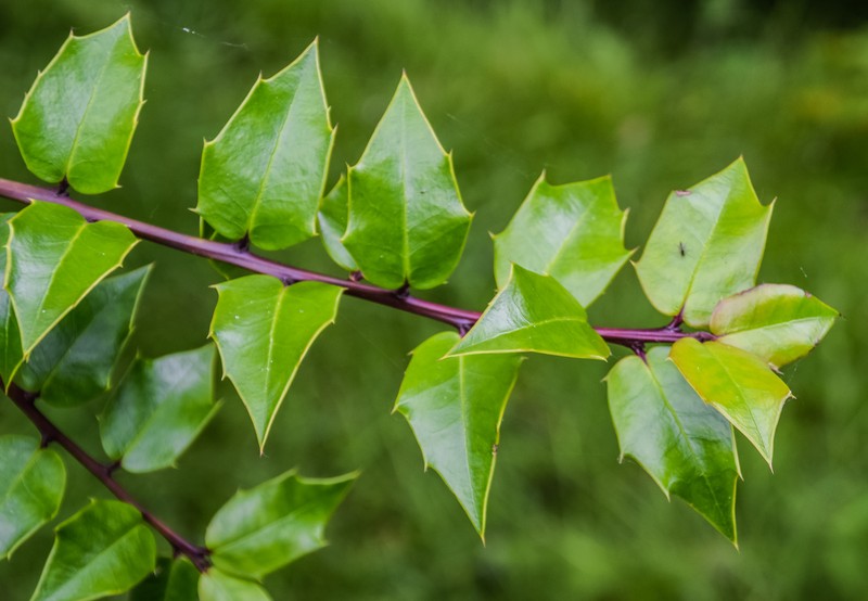 Ilex bioritsensis