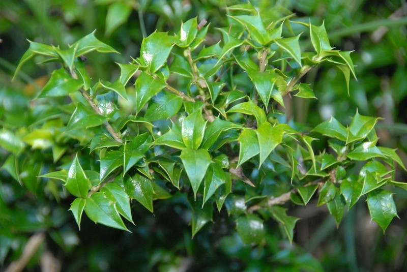 Ilex bioritsensis photo 2