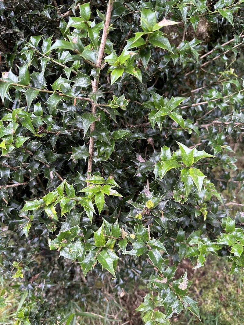 Ilex bioritsensis photo 3