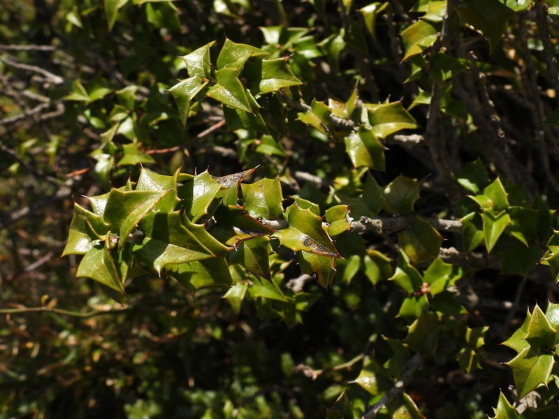 Ilex bioritsensis photo 4