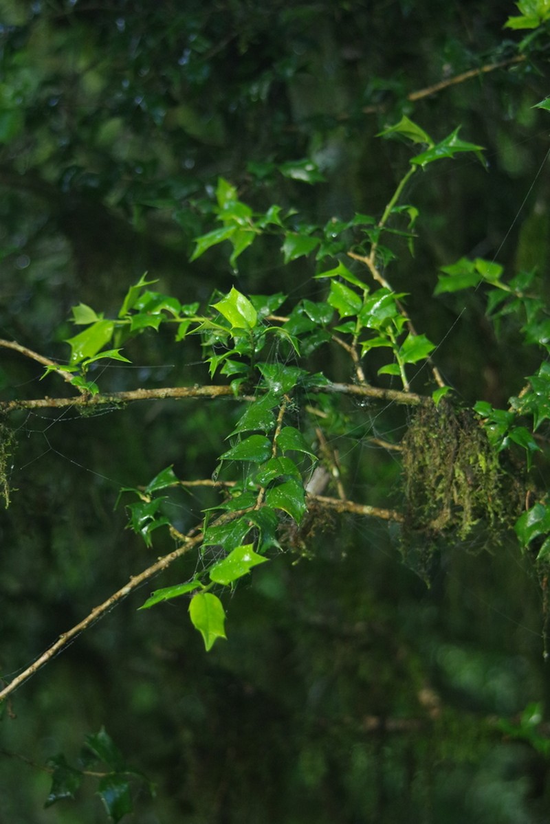 Ilex bioritsensis photo 5