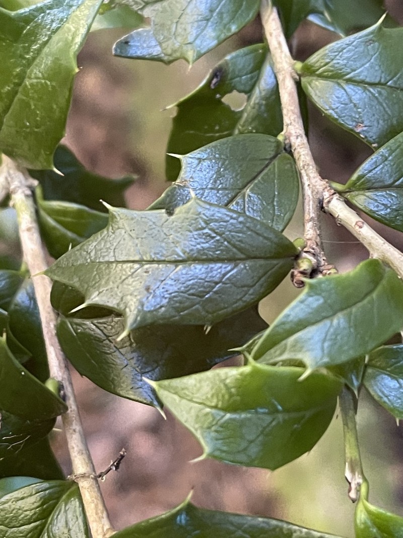 Ilex bioritsensis photo 7