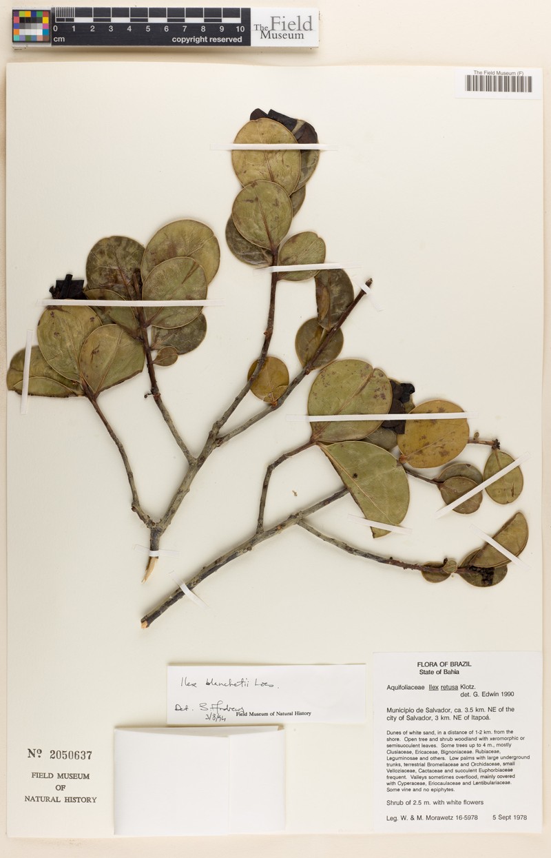 Ilex blanchetii
