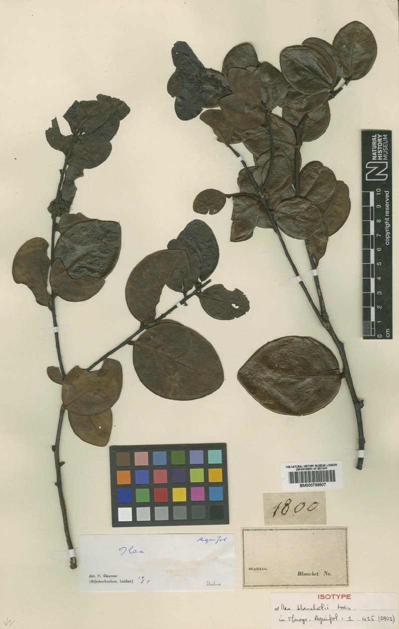 Ilex blanchetii photo 2