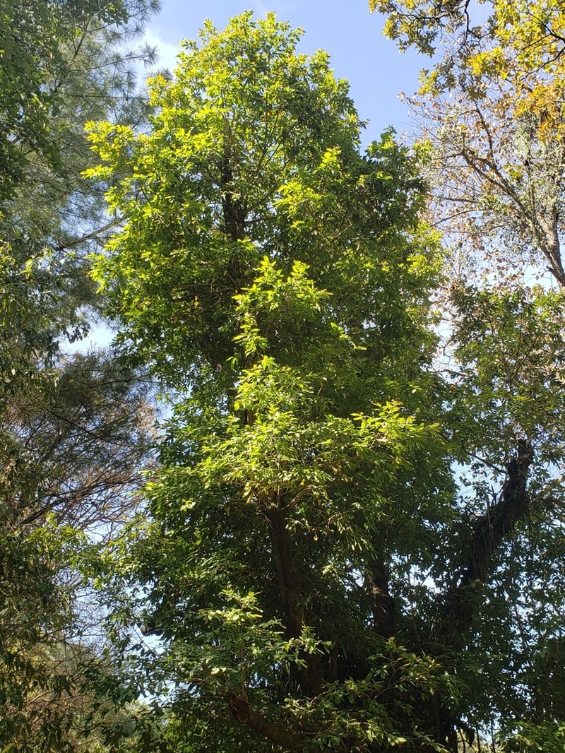Ilex brandegeeana photo 2