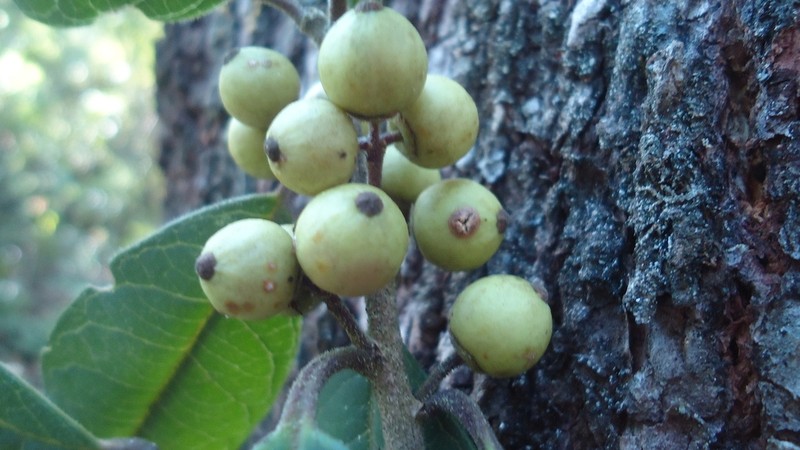 Ilex brandegeeana photo 3