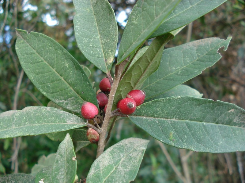 Ilex brandegeeana photo 4