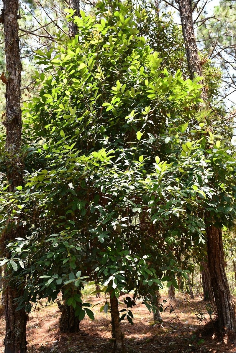 Ilex brandegeeana photo 6