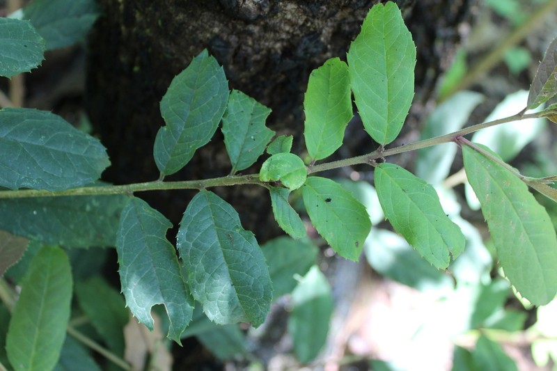 Ilex brandegeeana photo 7