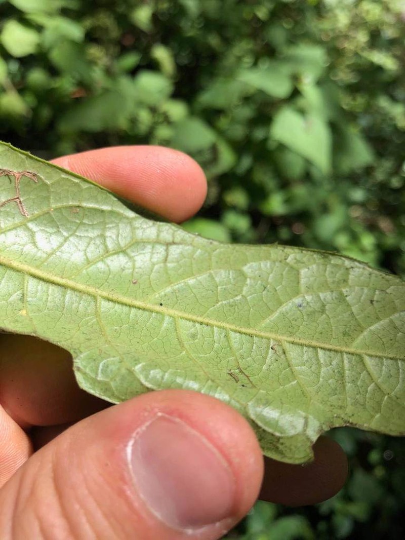 Ilex brandegeeana photo 8