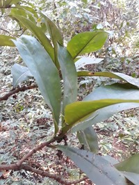 Ilex brasiliensis