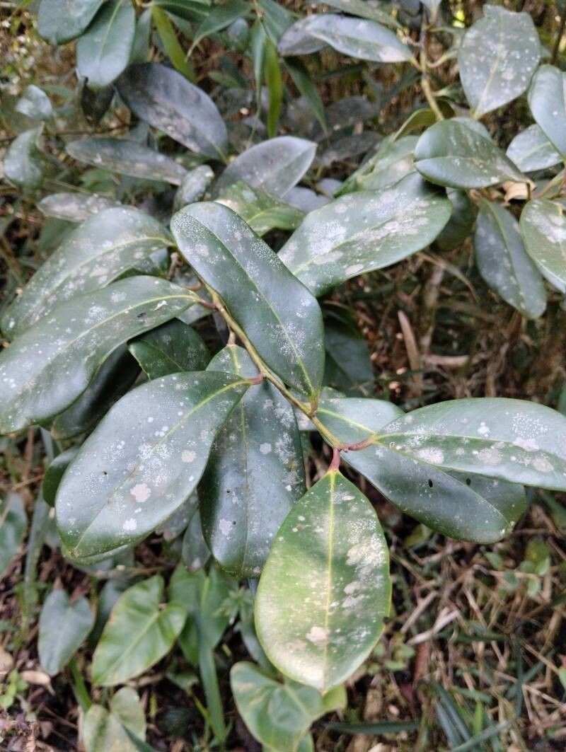 Ilex brasiliensis photo 2