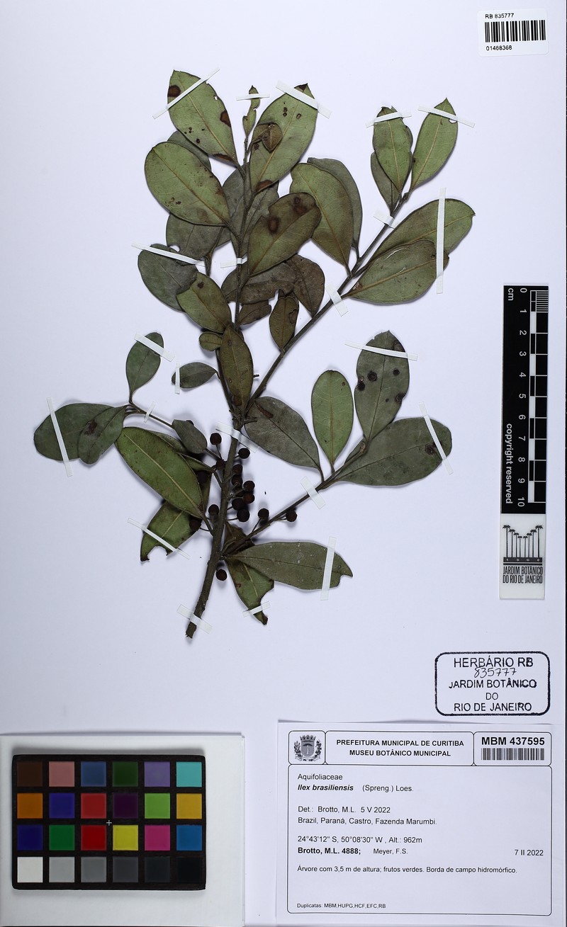 Ilex brasiliensis photo 4