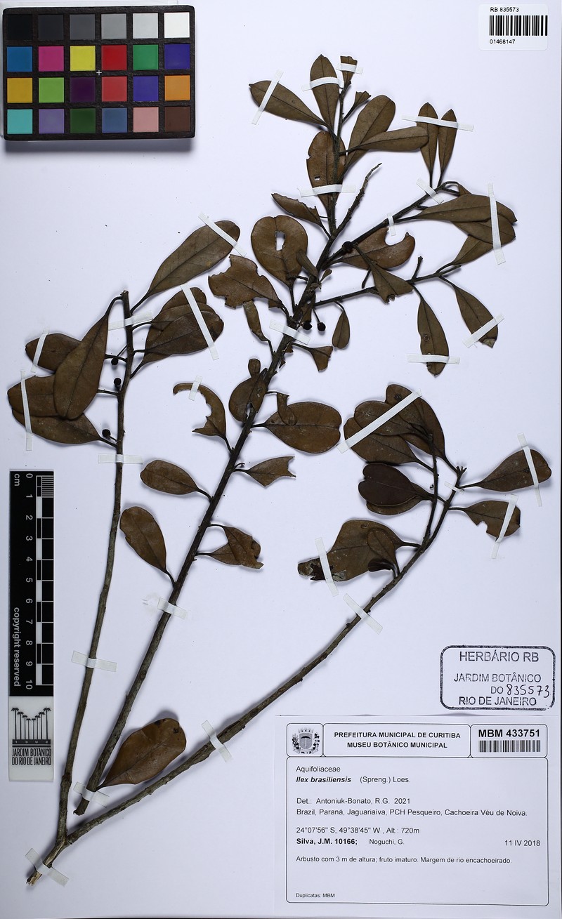 Ilex brasiliensis photo 5