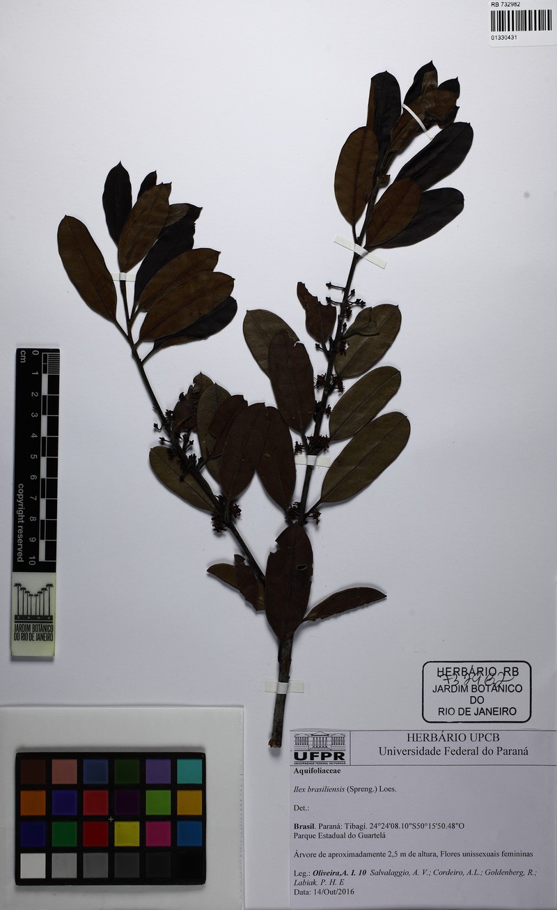 Ilex brasiliensis photo 6