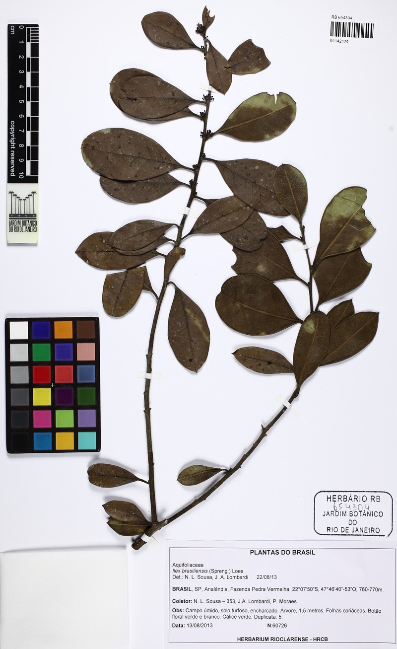 Ilex brasiliensis photo 7