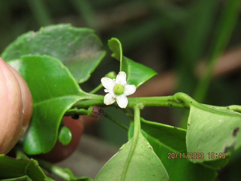 Ilex brevicuspis