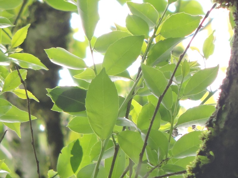 Ilex brevicuspis photo 2
