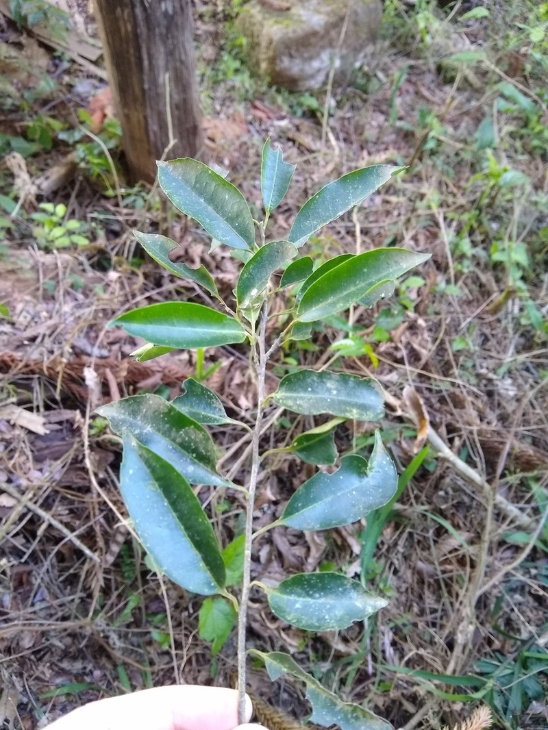 Ilex brevicuspis photo 3