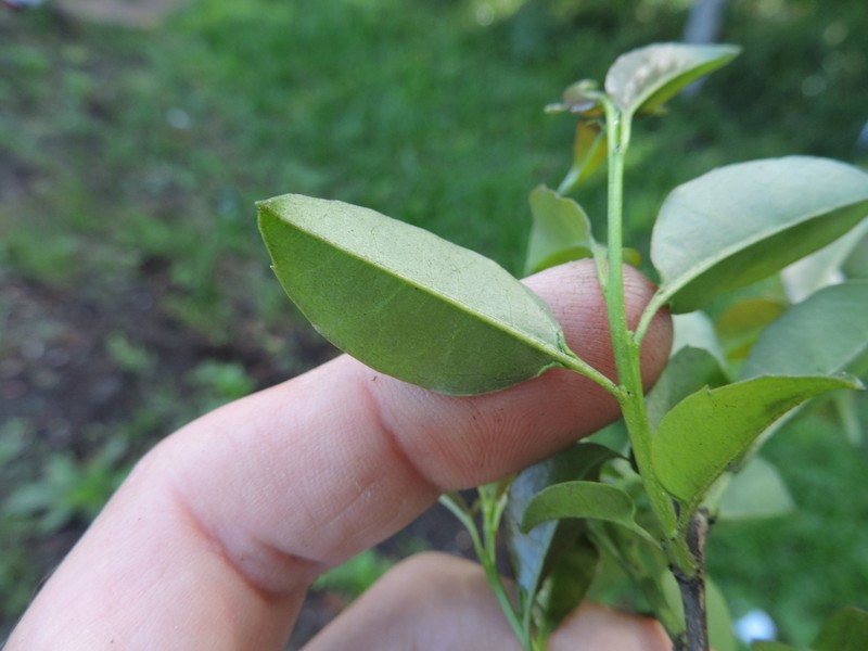 Ilex brevicuspis photo 4