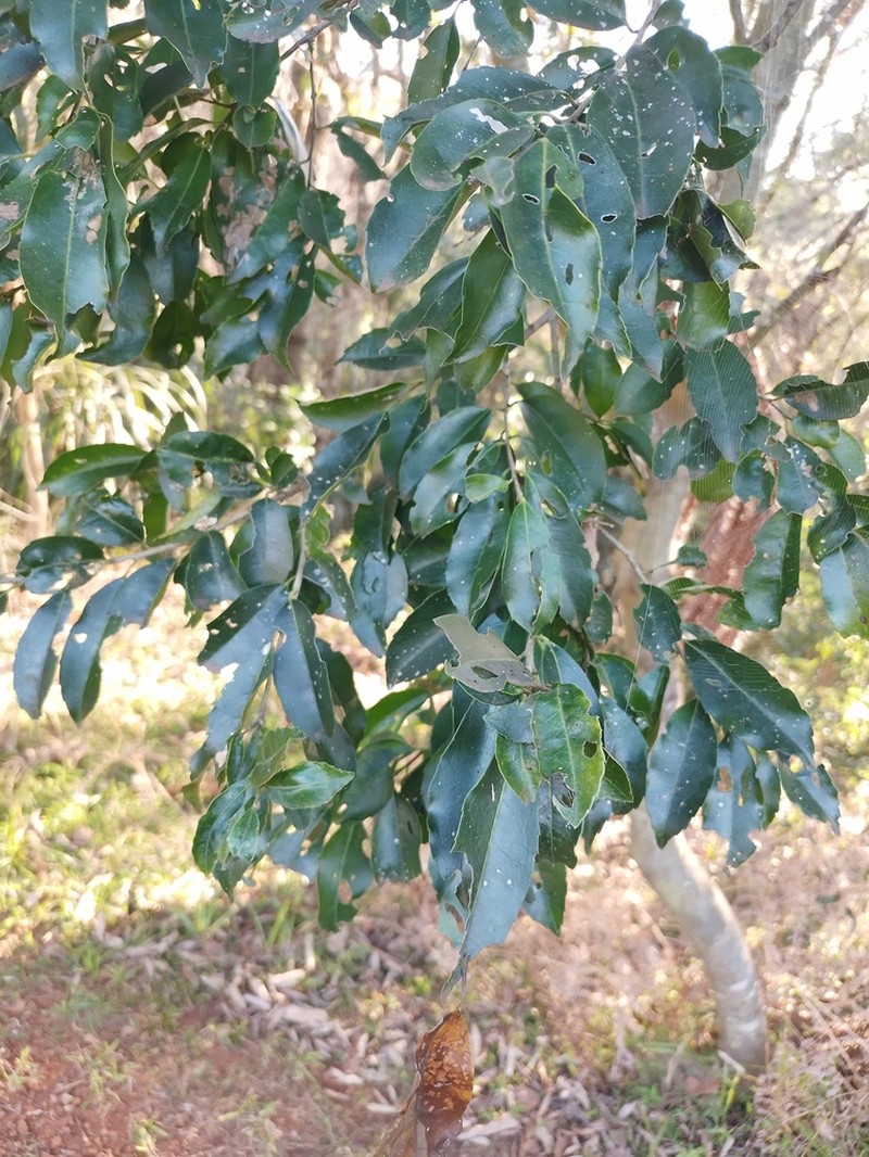 Ilex brevicuspis photo 5